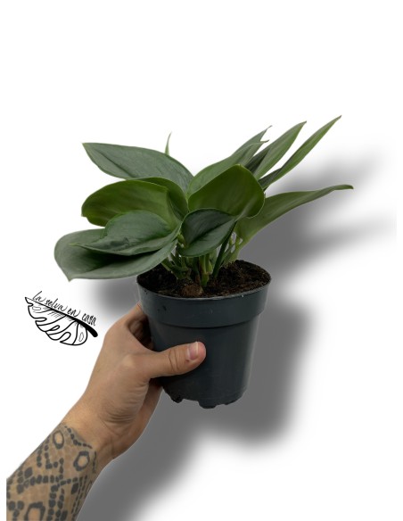 Scindapsus Treubii Moonlight