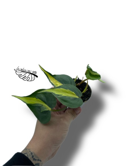 Philodendron scandens brasil