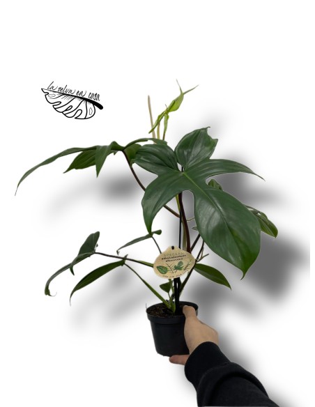 Philodendron FLORIDA GREEN