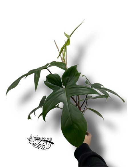 Philodendron FLORIDA GREEN