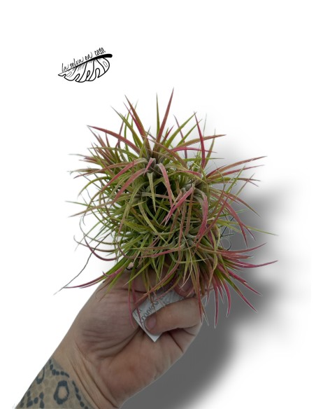 Tillandsia ionantha
