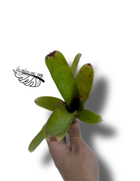 Neoregelia amandae