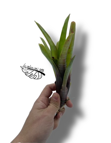Neoregelia amandae