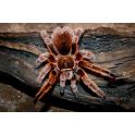 Grammostola rosea (1 muda)