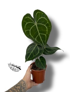 Anthurium clarinervium 2