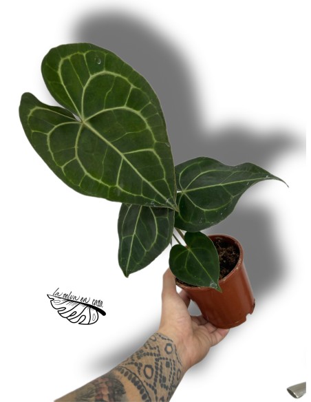 Anthurium clarinervium