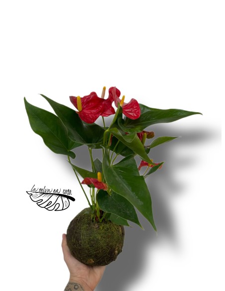 Kokedama Anturio