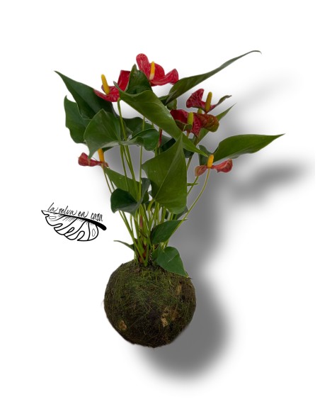 Kokedama Anturio