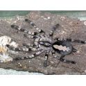 Poeciotheria vittata (2/3 mudas) 