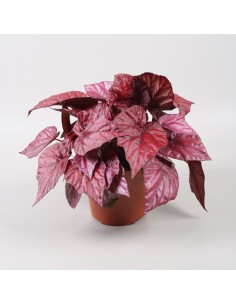 Begonia BELEAF INCA FLAME 2