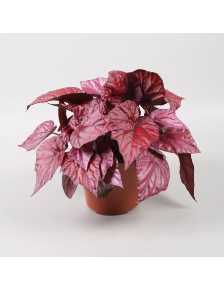 Begonia BELEAF INCA FLAME