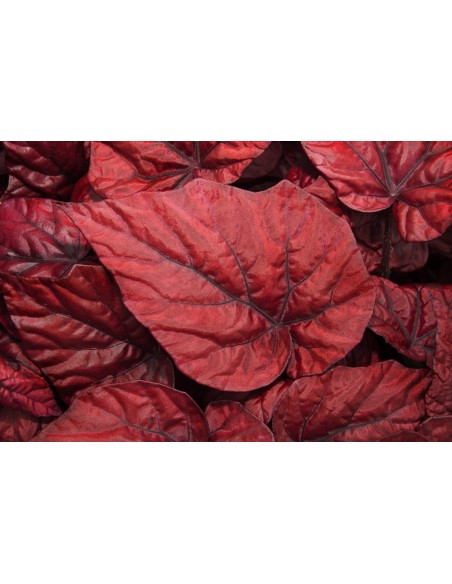 Begonia BELEAF INCA FLAME