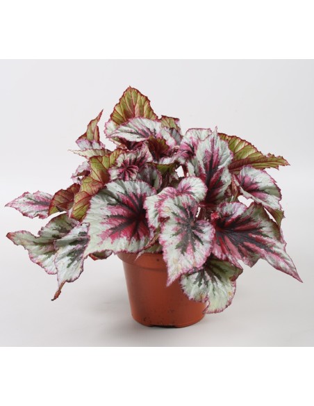 Begonia BELEAF EVENING GLOW