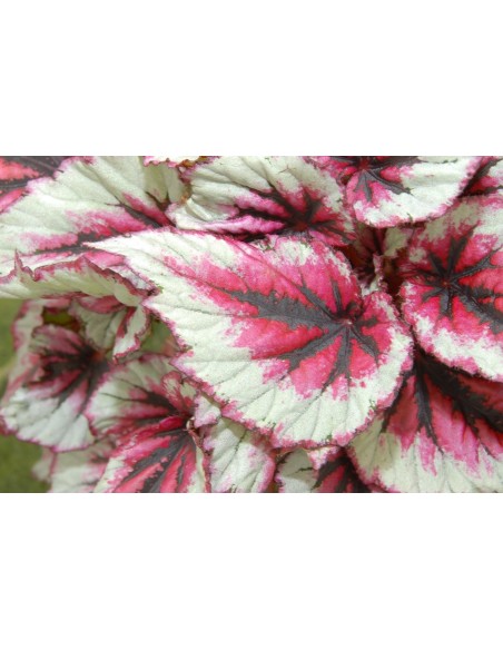 Begonia BELEAF EVENING GLOW