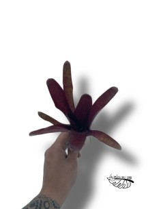 Neoregelia Fireball x Blueberry Tart