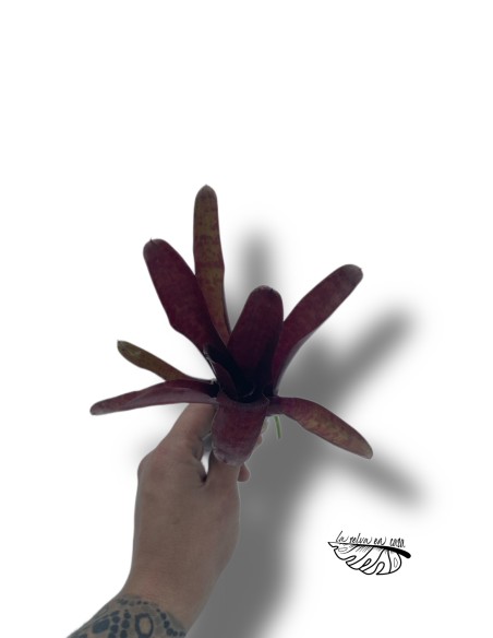 Neoregelia Fireball x Blueberry Tart