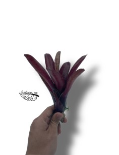 Neoregelia Fireball x Blueberry Tart 2