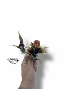 Neoregelia pauciflora