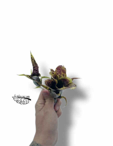 Neoregelia pauciflora