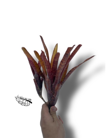 Neoregelia Popoki dark form