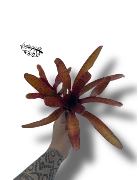 Neoregelia Popoki dark form