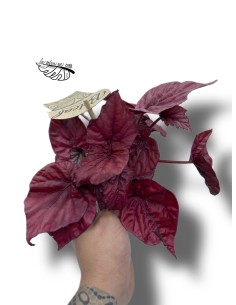 Begonia BELEAF INCA FLAME