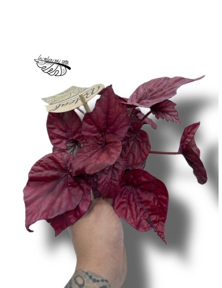 Begonia BELEAF INCA FLAME