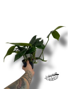Rhaphidophora decursiva 2