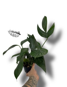 Rhaphidophora decursiva