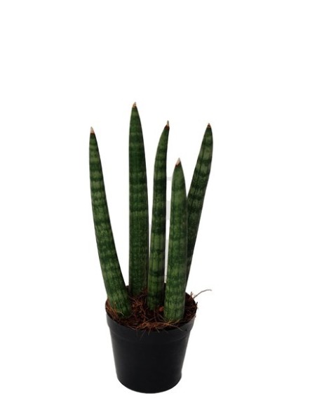 Sansevieria cylindrica 'Spaghetti Zebra' MINI