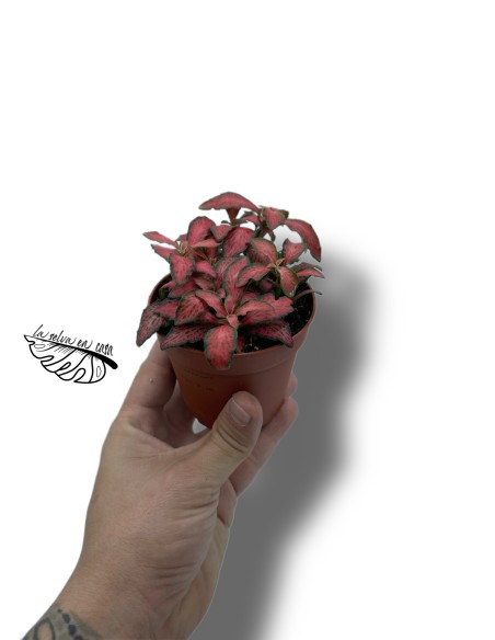 Fittonia