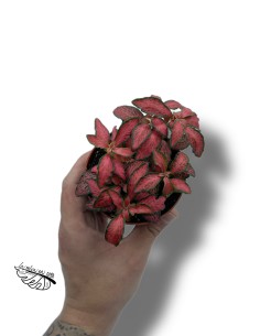 Fittonia