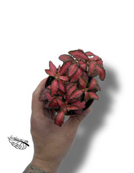Fittonia