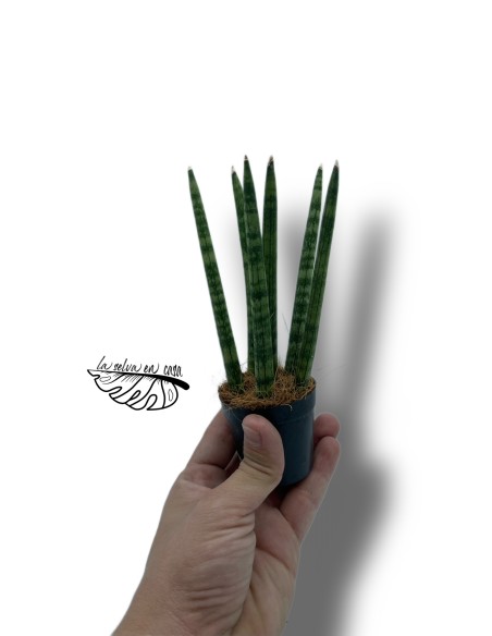 Sansevieria cylindrica 'Spaghetti Zebra' MINI