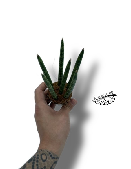 Sansevieria cylindrica 'Spaghetti Zebra' MINI