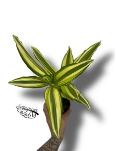 Dracaena fragans  'Yellow Coast' 2