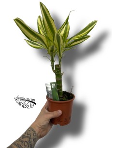 Dracaena fragans  'Yellow Coast'
