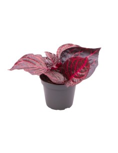 Iresine herbstii bloodleaf 2