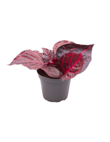 Iresine herbstii bloodleaf