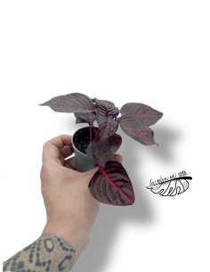Iresine herbstii bloodleaf