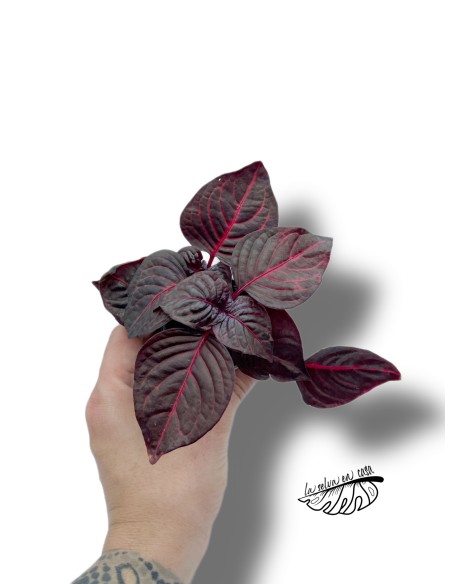 Iresine herbstii bloodleaf