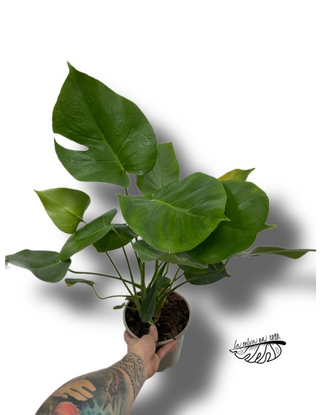 Monstera deliciosa