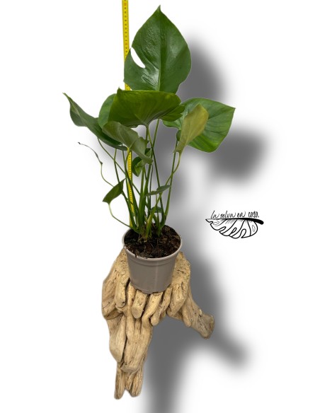 Monstera deliciosa