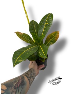 Croton Codiaeum variegatum 'Petra'