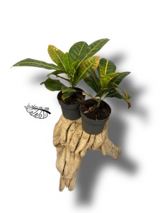 Croton Codiaeum variegatum 'Petra' 2
