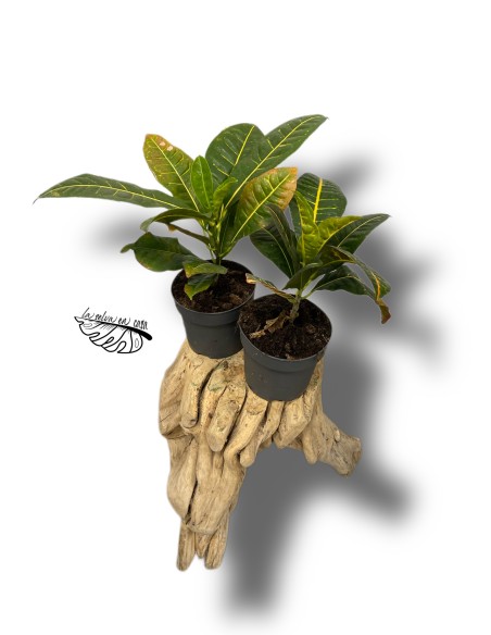 Croton Codiaeum variegatum 'Petra'