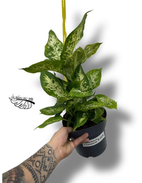 Dieffenbachia maculata 'Compacta'