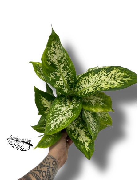 Dieffenbachia maculata 'Compacta'