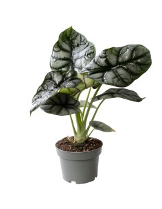 Alocasia 'Silver Dragon' 2