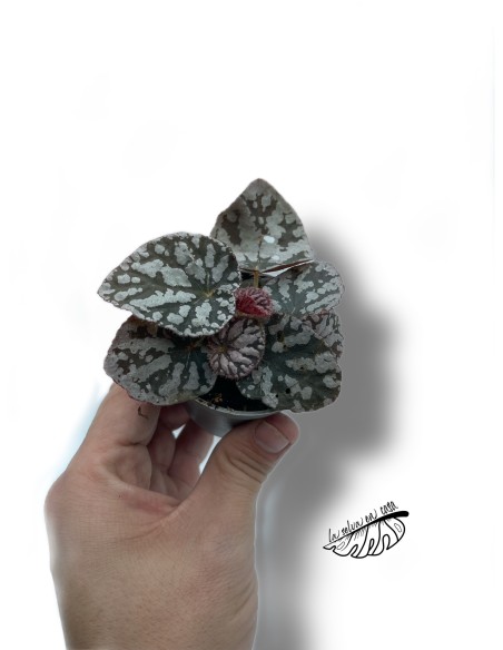 Begonia Rex Dew Drop